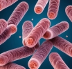 Recomendaciones para prevenir toxiinfecciones de STEC asociadas a la carne poco hecha